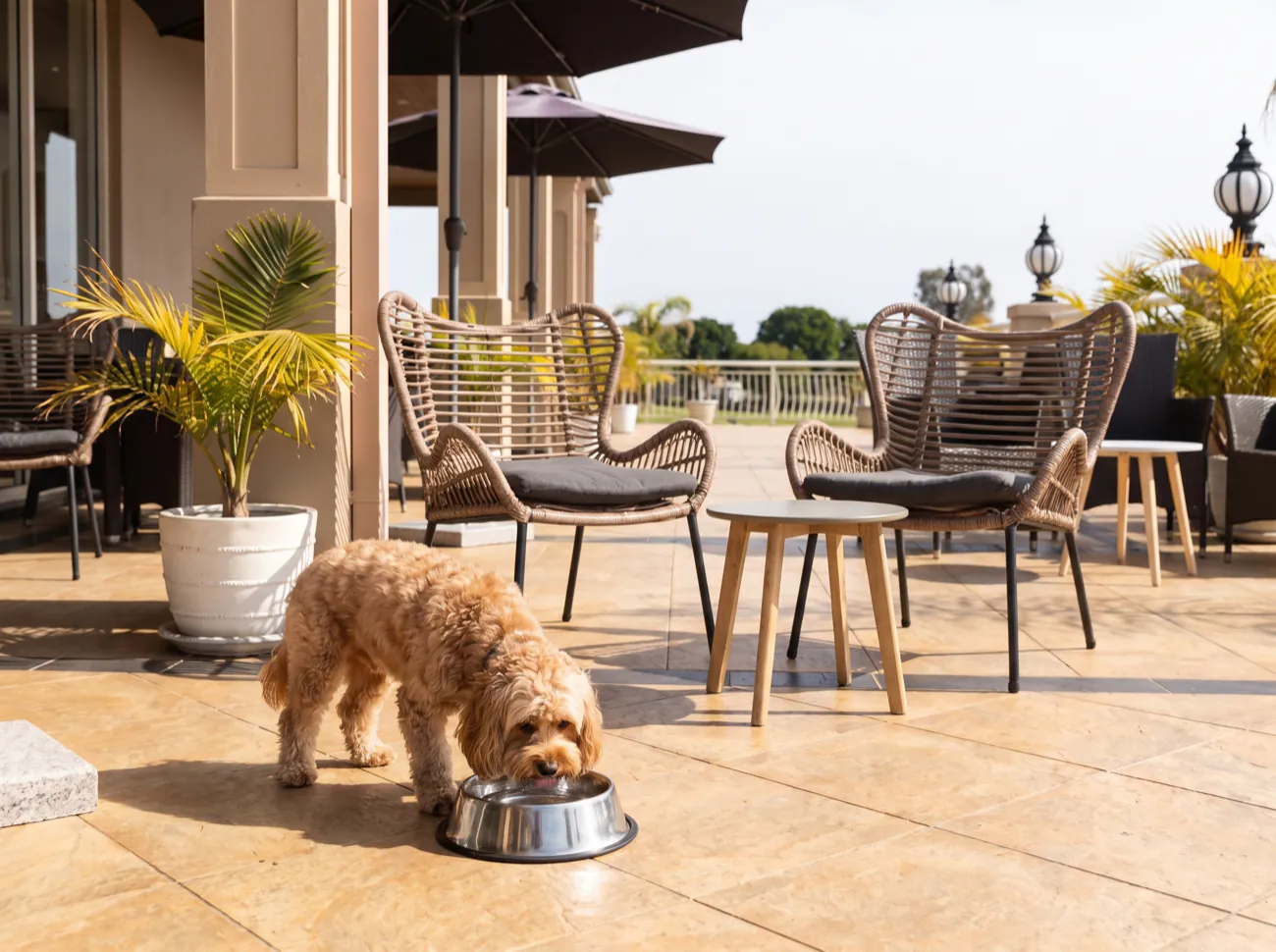 A dog drinking from a water bowl between the tables on the clubhouse deck