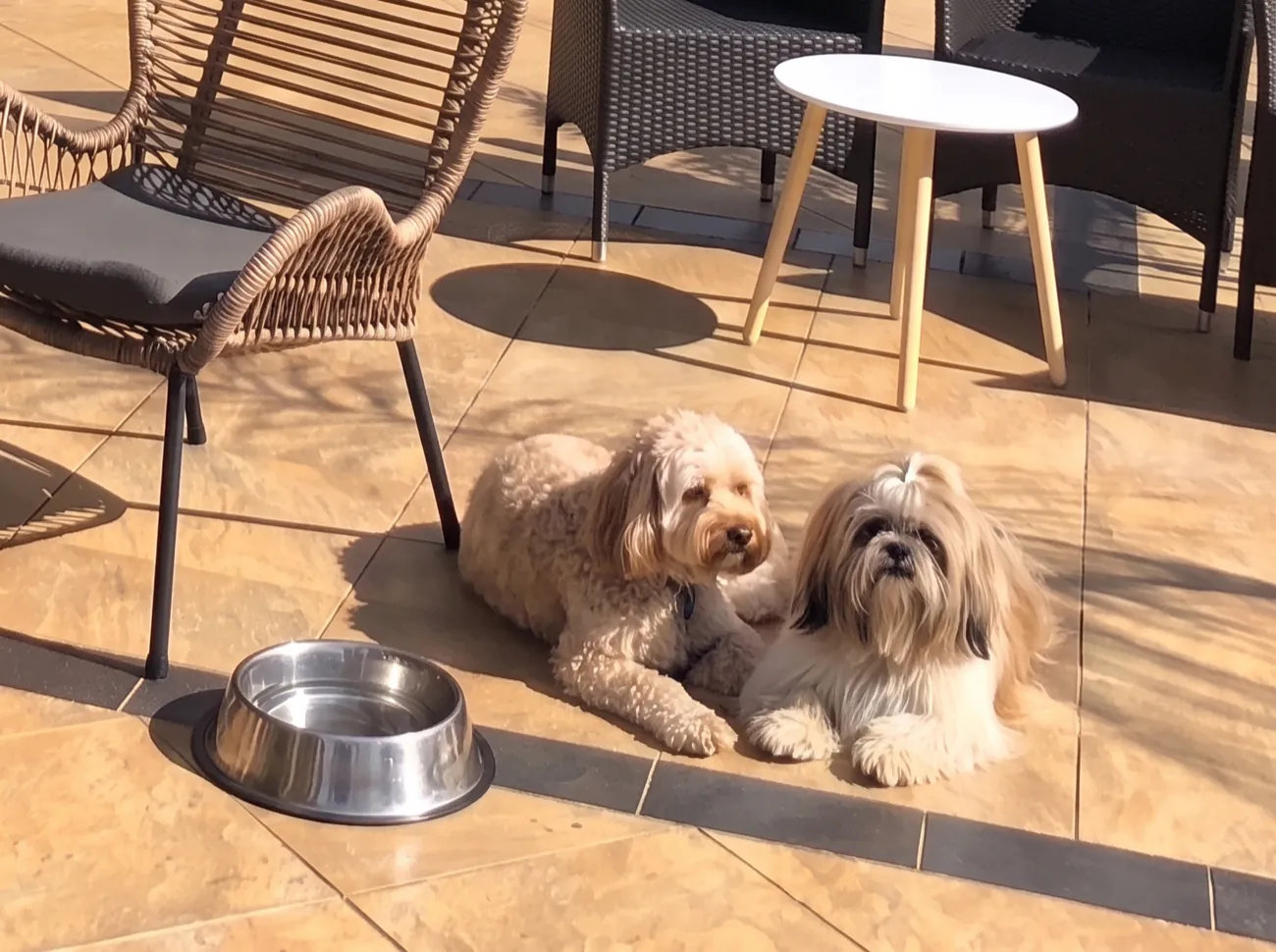 Two small dogs lying together in the sun on the clubhouse deck, beside a stainless steel water bowl